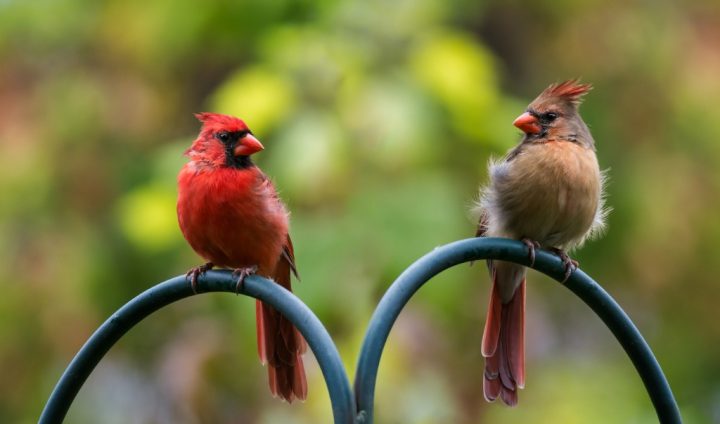 Basic Bird Photography Composition Tips