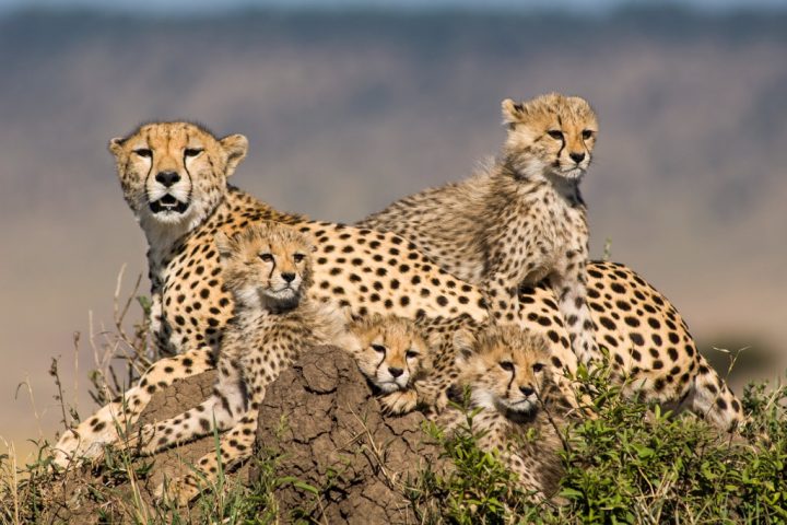 4 Advanced Wildlife Photography Tips