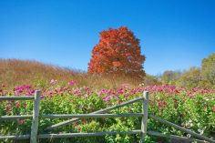 How to Take the "Perfect" Photo